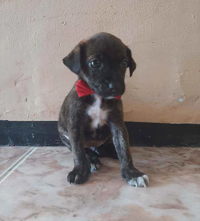 Cachorro ra a SEM RAÇA DEFINIDA.  idade Abaixo de 2 meses nome SEM NOME.