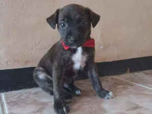 Cachorro raça SEM RAÇA DEFINIDA.  idade Abaixo de 2 meses nome SEM NOME.
