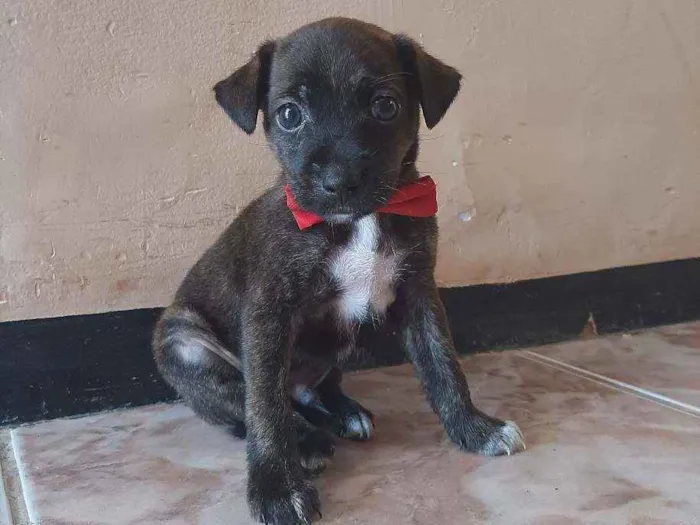 Cachorro ra a SEM RAÇA DEFINIDA.  idade Abaixo de 2 meses nome SEM NOME.