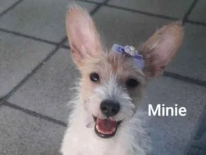 Cachorro raça srd idade 1 ano nome Minie