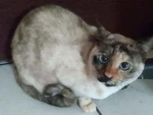 Gato raça Srd idade 4 anos nome Jade