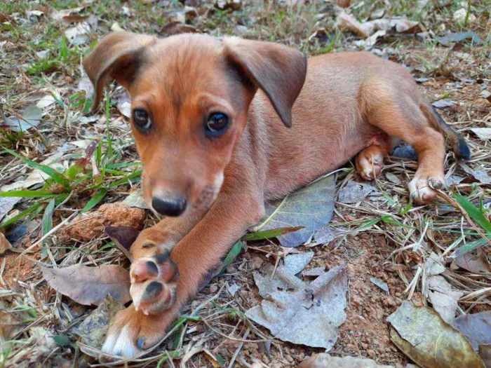 Cachorro ra a Sem raça idade 2 a 6 meses nome Dunk, Lolo, Tuco, Li