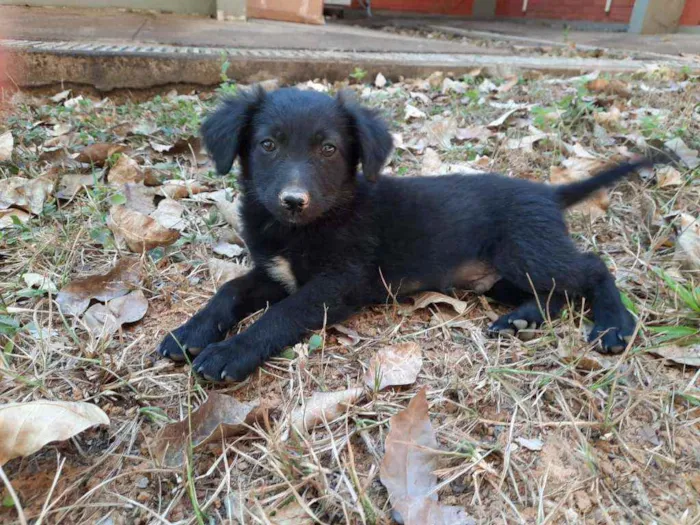 Cachorro ra a Sem raça idade 2 a 6 meses nome Dunk, Lolo, Tuco, Li