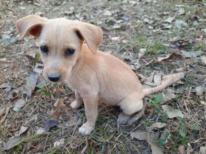 Cachorro ra a Sem raça idade 2 a 6 meses nome Dunk, Lolo, Tuco, Li