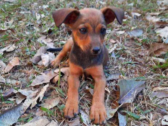 Cachorro ra a Sem raça idade 2 a 6 meses nome Dunk, Lolo, Tuco, Li