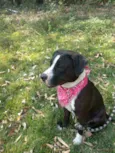 Estrela