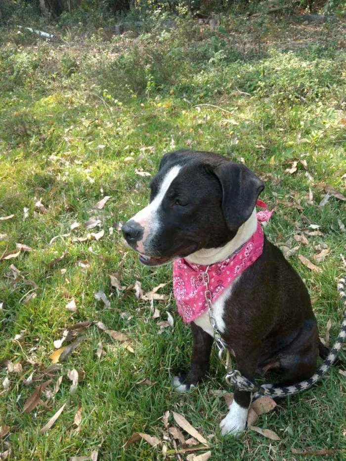 Cachorro ra a Pit Bull idade 1 ano nome Estrela
