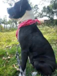 Estrela