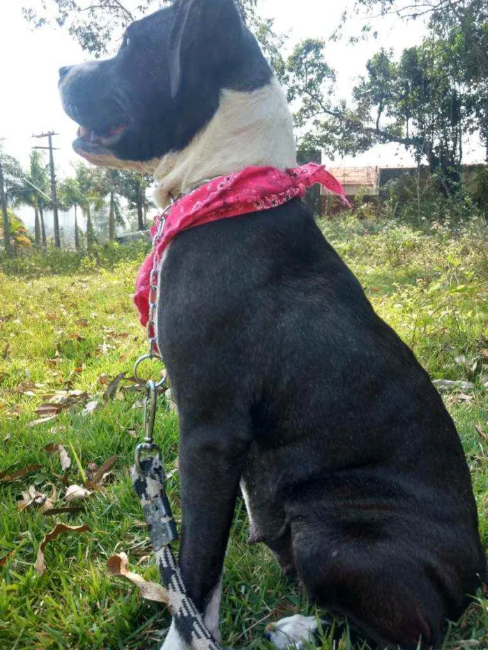 Cachorro ra a Pit Bull idade 1 ano nome Estrela