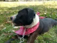 Estrela