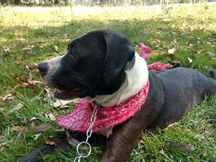 Cachorro ra a Pit Bull idade 1 ano nome Estrela