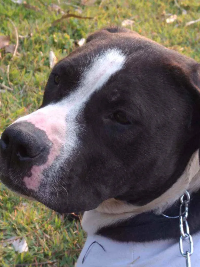 Cachorro ra a Pit Bull idade 1 ano nome Estrela