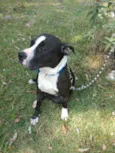Estrela