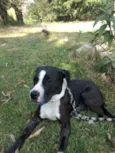Estrela