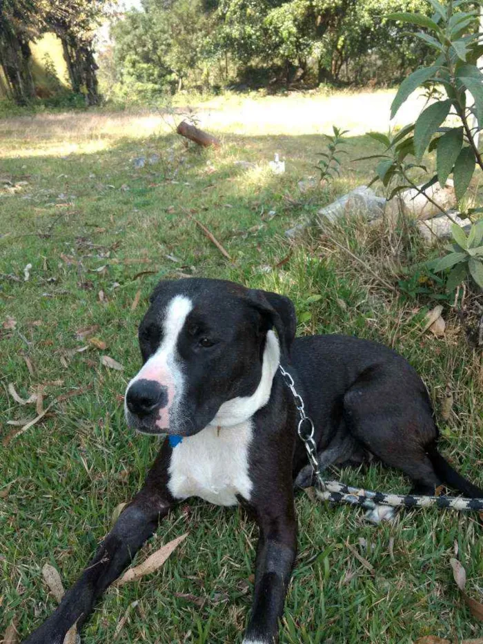 Cachorro ra a Pit Bull idade 1 ano nome Estrela