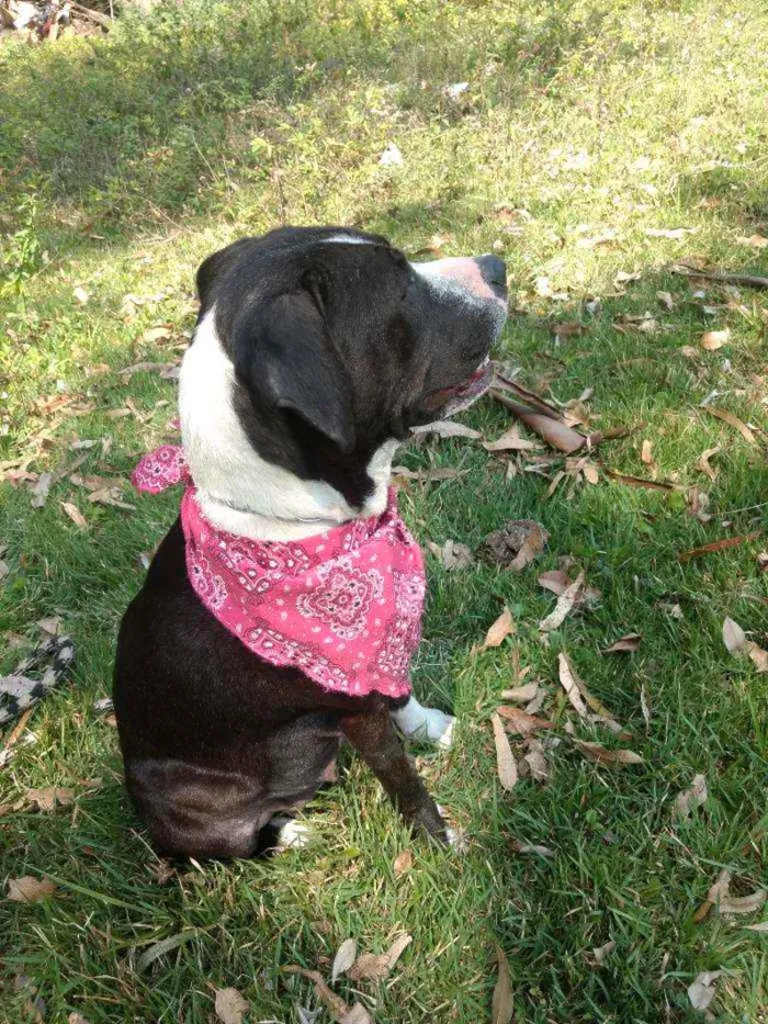 Cachorro ra a Pit Bull idade 1 ano nome Estrela