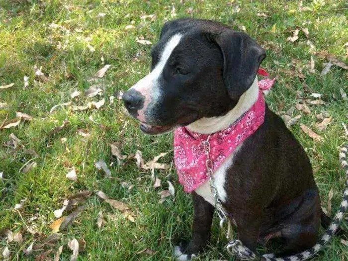 Cachorro ra a Pit Bull idade 1 ano nome Estrela