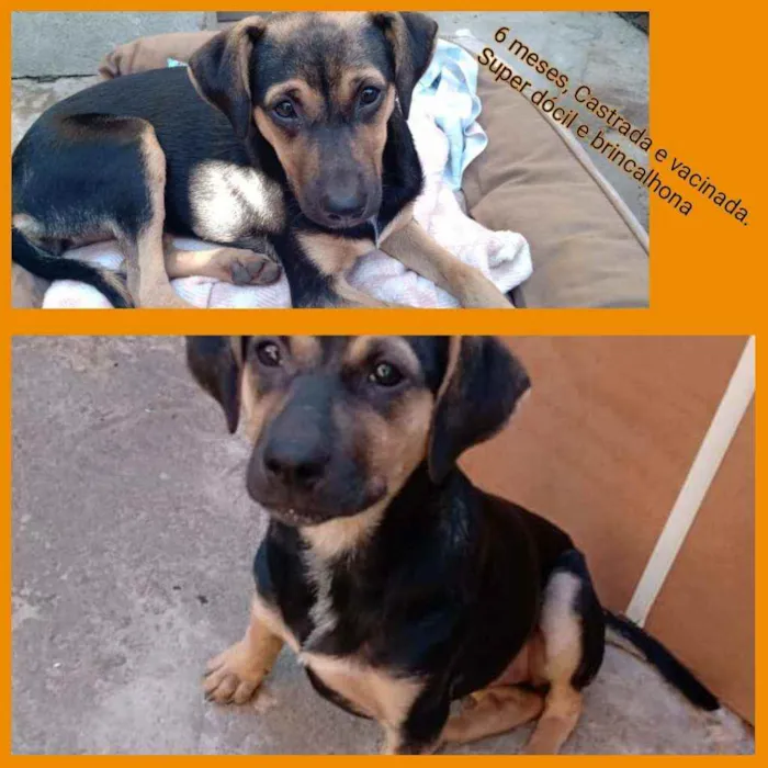 Cachorro ra a SRD idade 2 a 6 meses nome Pulguinha