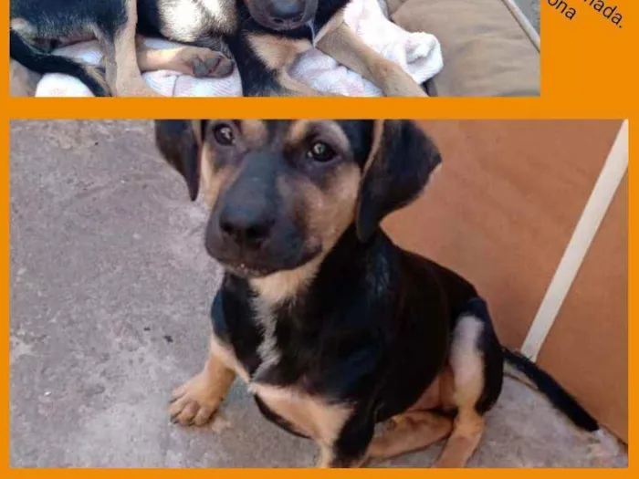 Cachorro ra a SRD idade 2 a 6 meses nome Pulguinha
