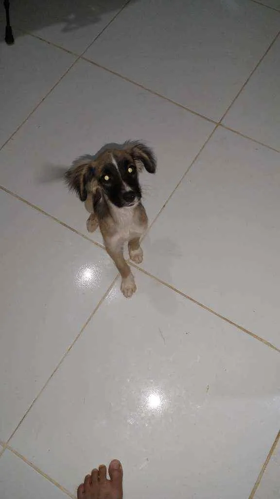 Cachorro raça Vira lata idade 2 a 6 meses nome Não tem 