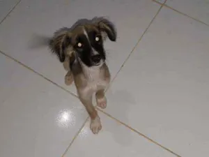 Cachorro raça Vira lata idade 2 a 6 meses nome Não tem 