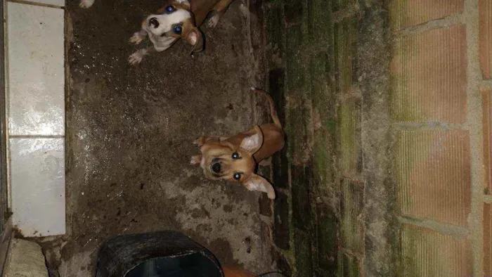 Cachorro raça Vira lata idade 2 a 6 meses nome Não tem 