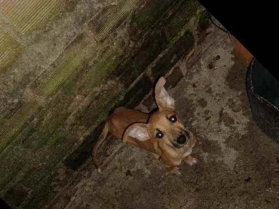 Cachorro raça Vira lata idade 2 a 6 meses nome Não tem 