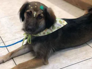 Cachorro raça SRD idade 1 ano nome Aninha
