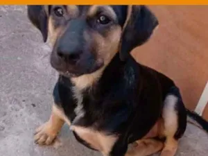 Cachorro raça SRD idade 2 a 6 meses nome Pulguinha