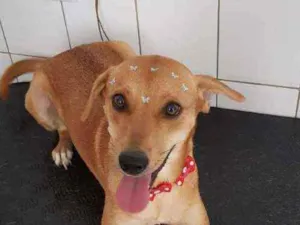 Cachorro raça SRD idade 2 anos nome Kiara