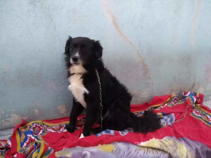 Cachorro ra a SRD idade 2 anos nome Betowen