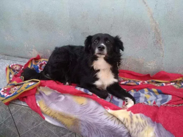 Cachorro ra a SRD idade 2 anos nome Betowen