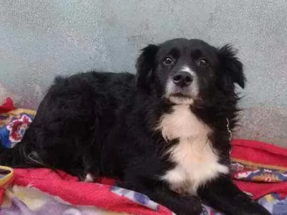 Cachorro ra a SRD idade 2 anos nome Betowen