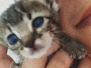 Gato raça  idade Abaixo de 2 meses nome ellie
