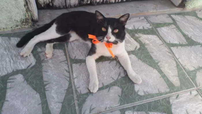 Gato ra a Comum idade 1 ano nome Nino