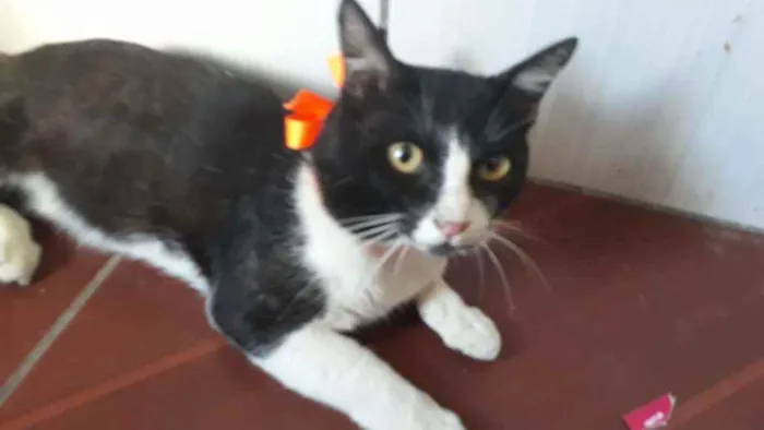 Gato ra a Comum idade 1 ano nome Nino