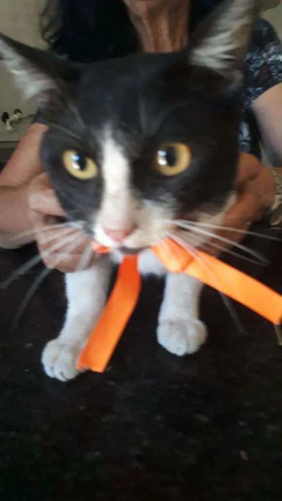 Gato ra a Comum idade 1 ano nome Nino