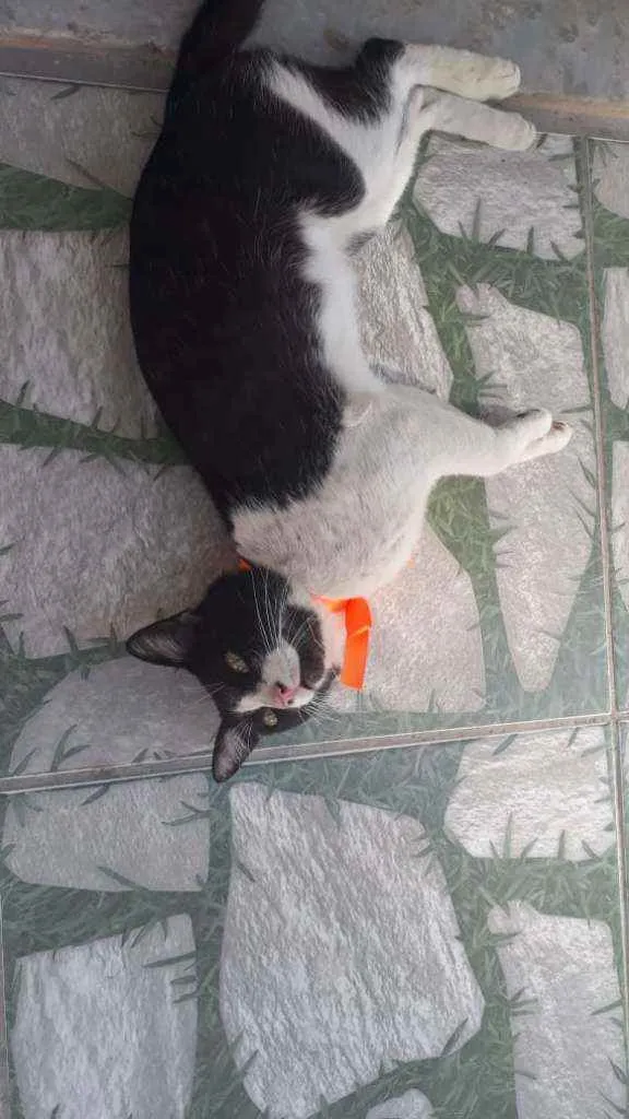 Gato ra a Comum idade 1 ano nome Nino