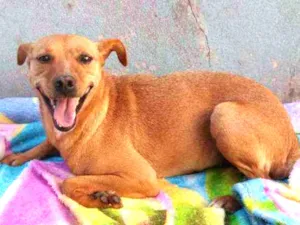 Cachorro raça SRD idade 1 ano nome Pitty