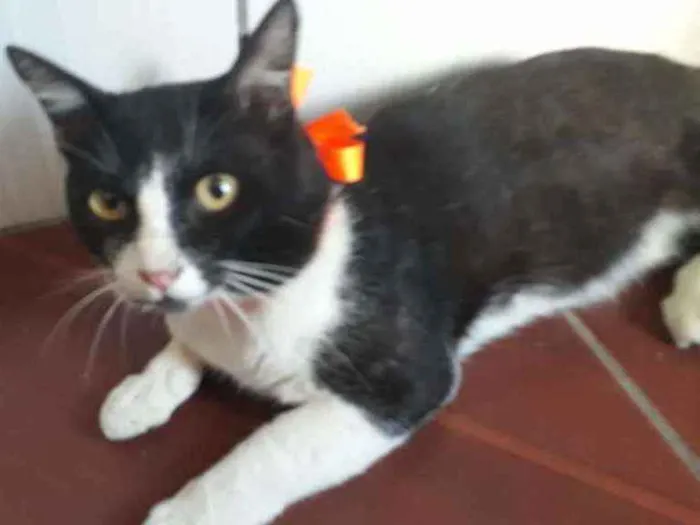 Gato ra a Comum idade 1 ano nome Nino