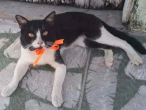 Gato raça Comum idade 1 ano nome Nino
