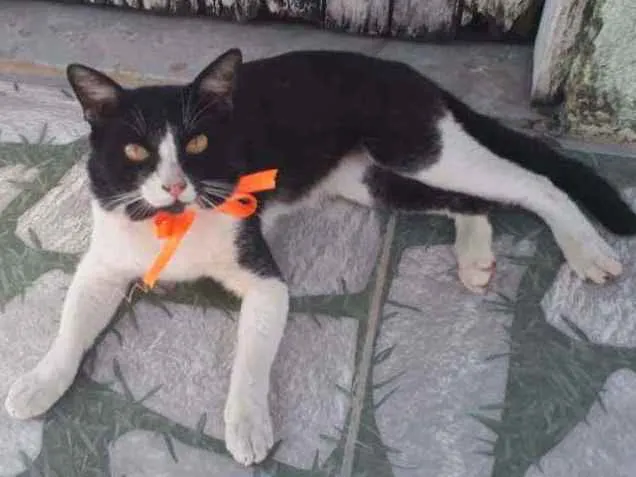 Gato ra a Comum idade 1 ano nome Nino