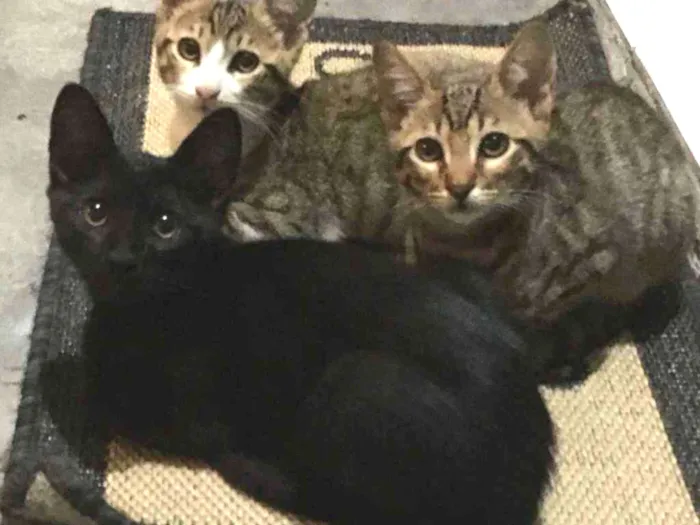 Gato raça SRD-ViraLata idade 2 a 6 meses nome Salem