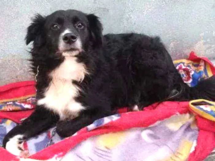 Cachorro ra a SRD idade 2 anos nome Betowen