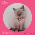 Cloe