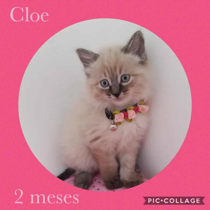 Gato ra a Srd idade 2 a 6 meses nome Cloe