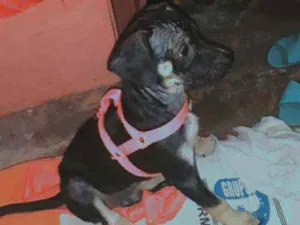 Cachorro raça Mestiça idade 2 a 6 meses nome Cloe