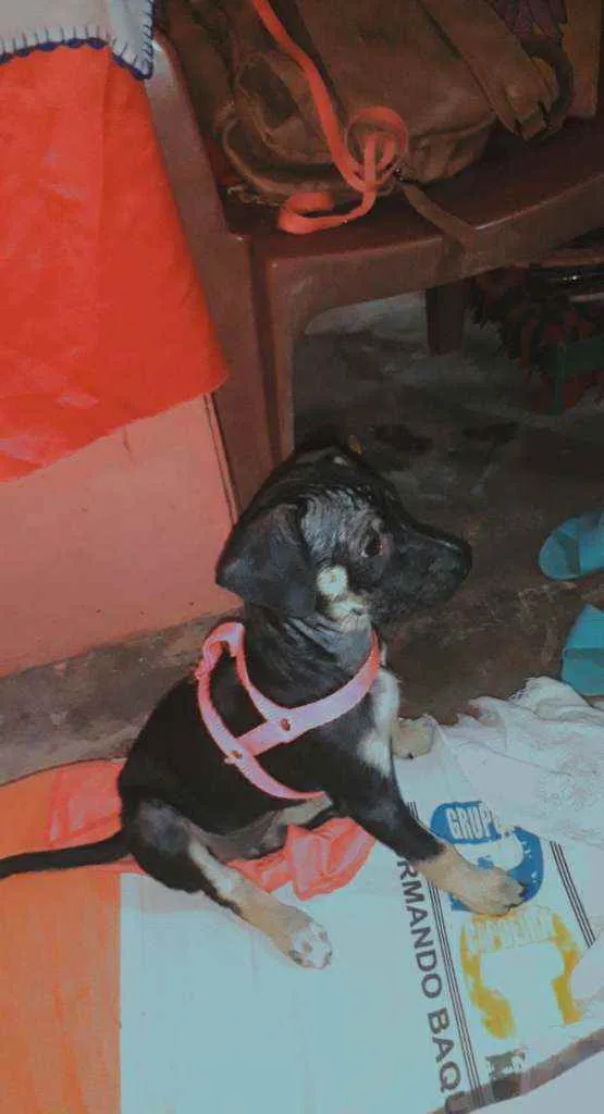 Cachorro raça Mestiça idade 2 a 6 meses nome Cloe 