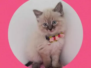 Gato raça Srd idade 2 a 6 meses nome Cloe