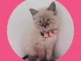 Cloe